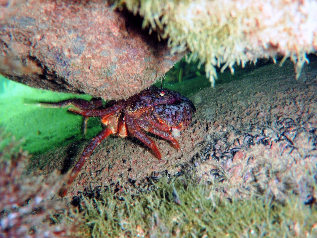 Красно-коричневый краб прячется под скалистым выступом под водой, окруженный водорослями и мхом, растущими на камнях.